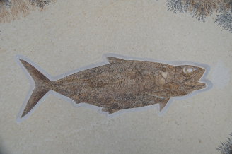 硬骨魚叉鱗魚科Pholidophorus microcephalus 化石，晚侏羅紀，德國艾希斯特 （化石大小：80厘米 x60厘米）
