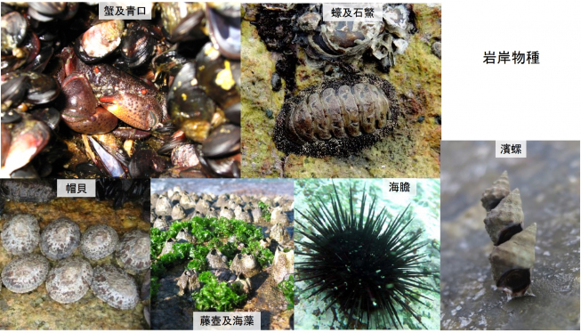 圖五 不同的生態環境為不同的生物提供棲息地 (相片提供: 韋念時教授及吳潘東博士)