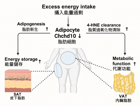 下調Chchd10會增加脂肪生成和調節抗氧化能力，從而減輕飲食引起的肥胖和患上代謝疾病的風險。
 